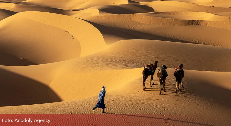 sahara pustinja pijesak kamila (1).webp